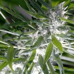 Buy weed in Estonia images70.jpg