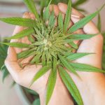 Buy THC vapes in Bialystok images9.jpg