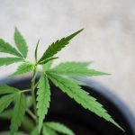 THC vapes delivery in Ostrava images95.jpg